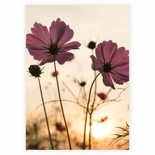 Affisch - Silhuettrosa blomma