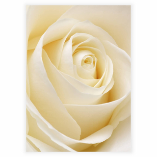Affisch - White rose
