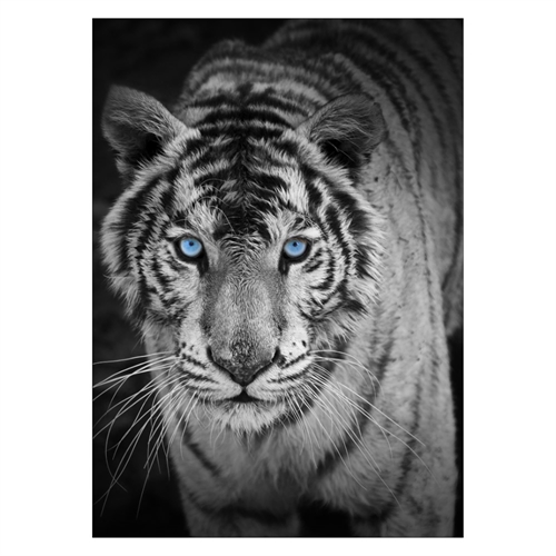Affisch med den coolaste tigern med blå ögon